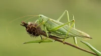 Grasshopper