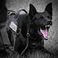 GhostGuardK9