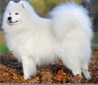 Samoyed