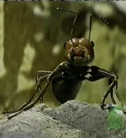 Morris the Ant