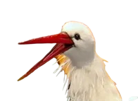 Margret the Stork