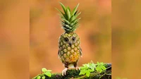 Pineapple Owl