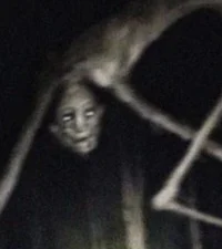 Countryroad creature