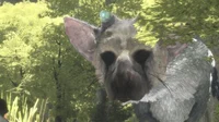 Trico