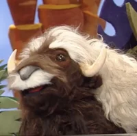 Monica the Musk Ox