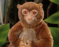 Lulu the Potto