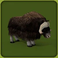 Musk Ox