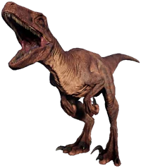 Velociraptor
