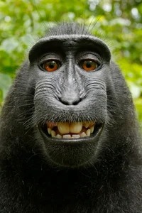 monke