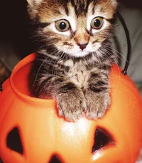 Halloween cat