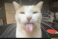 silly dude