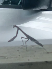 Robotic mantis