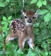 A Baby deer