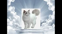 Angelic White Cat
