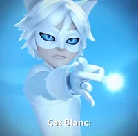 Cat blanc