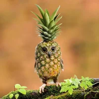 Pineapple owl