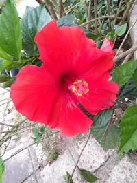 Circulatory Game Bot