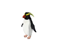Rockhopper Penguin