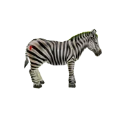 zebra 1