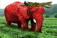 Strawberry Elephant