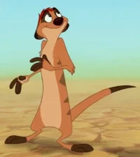 timon 11111111111111
