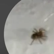 Spider on your wall