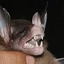 Spectral Bat