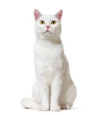 White Cat