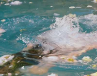 POV you are a k-idol