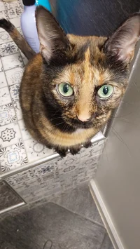 Athena
