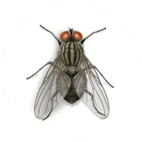 House Fly 1111111111