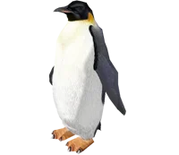 Emperor Penguin