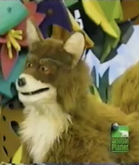 Virginia the Red Fox