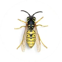 Yellow Jacket