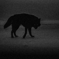 Nigel - Werewolf