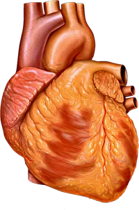Heart