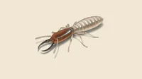 TERMITE 