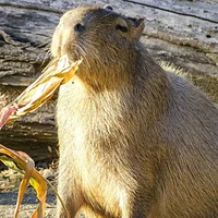 Capybara antifurry 