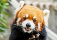 Red panda