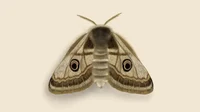 MOTH 