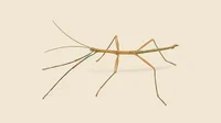 WALKING STICK BUG