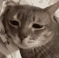 Sad cat