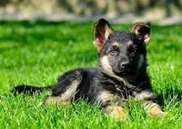 German sheperd