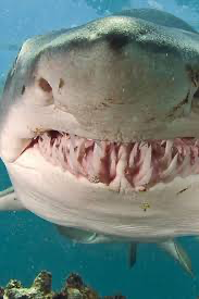 Tiger shark