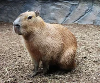 Capybara boi