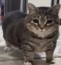 Chonky cat