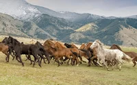 Horse Herd