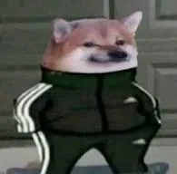 Adidas_Doge