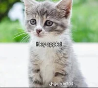 Gato que habla