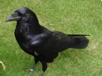 Valerie the Raven